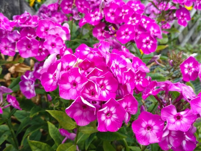 phlox